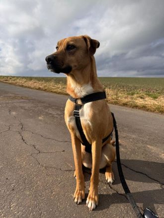 Max auf Pflegestelle in 34576 Homberg Efze sucht sein Für-immer-Zuhause