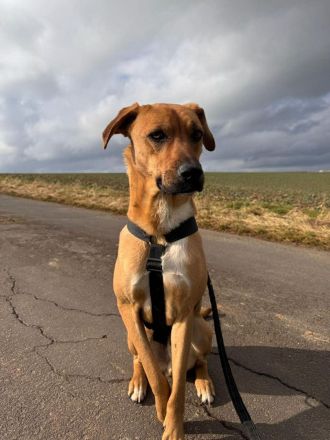 Max auf Pflegestelle in 34576 Homberg Efze sucht sein Für-immer-Zuhause