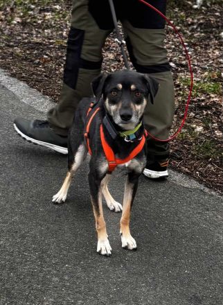 Elke auf Pflegestelle in 48268 Greven sucht ihr Für-imme-Zuhause