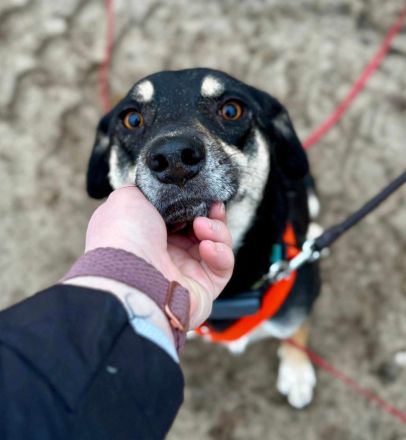 Elke auf Pflegestelle in 48268 Greven sucht ihr Für-imme-Zuhause