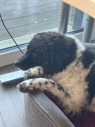 Maja auf Pflegestelle in 51381 Leverkusen sucht ihr Für-immer-Zuhause