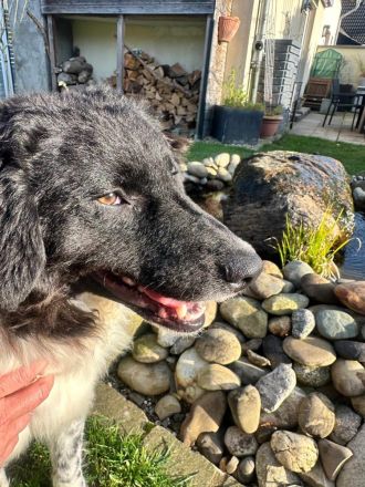 Maja auf Pflegestelle in 51381 Leverkusen sucht ihr Für-immer-Zuhause