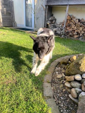 Maja auf Pflegestelle in 51381 Leverkusen sucht ihr Für-immer-Zuhause