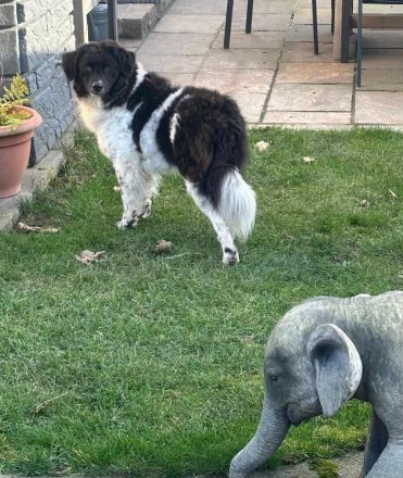 Maja auf Pflegestelle in 51381 Leverkusen sucht ihr Für-immer-Zuhause