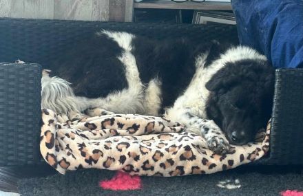 Maja auf Pflegestelle in 51381 Leverkusen sucht ihr Für-immer-Zuhause