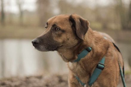 Fred auf Pflegestelle in 49170 Hagen sucht sein Für-immer-Zuhause