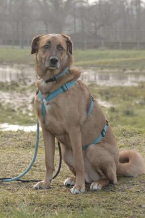 Fred auf Pflegestelle in 49170 Hagen sucht sein Für-immer-Zuhause