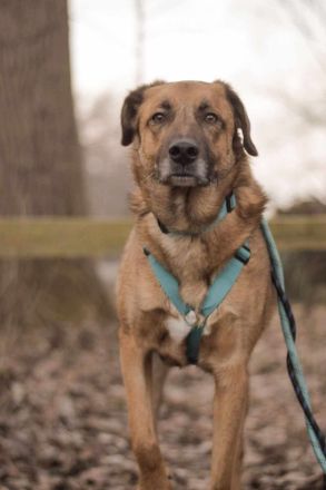 Fred auf Pflegestelle in 49170 Hagen sucht sein Für-immer-Zuhause