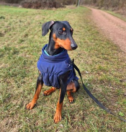 Silas in 55595 Roxheim sucht sein sein Für-immer-Zuhause