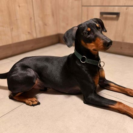 Silas in 55595 Roxheim sucht sein sein Für-immer-Zuhause