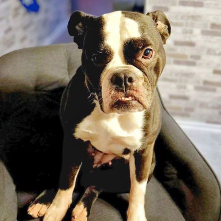 Smilla in 16798 Fürstenberg sucht ihr Für-immer-Zuhause