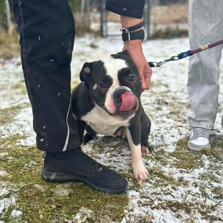 Smilla in 16798 Fürstenberg sucht ihr Für-immer-Zuhause