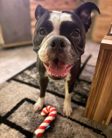 Smilla in 16798 Fürstenberg sucht ihr Für-immer-Zuhause