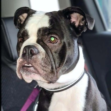 Smilla in 16798 Fürstenberg sucht ihr Für-immer-Zuhause