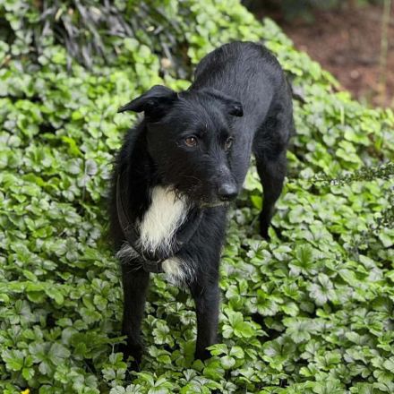 Benito in 70193 Stuttgart sucht sein Für-immer-Zuhause