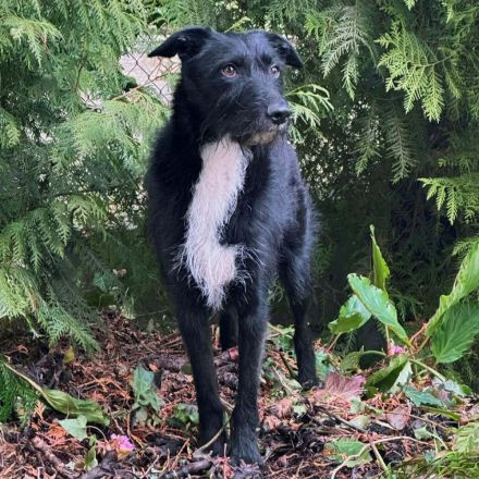 Benito in 70193 Stuttgart sucht sein Für-immer-Zuhause