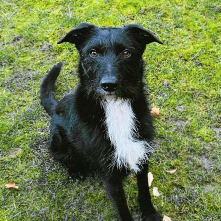 Benito in 70193 Stuttgart sucht sein Für-immer-Zuhause