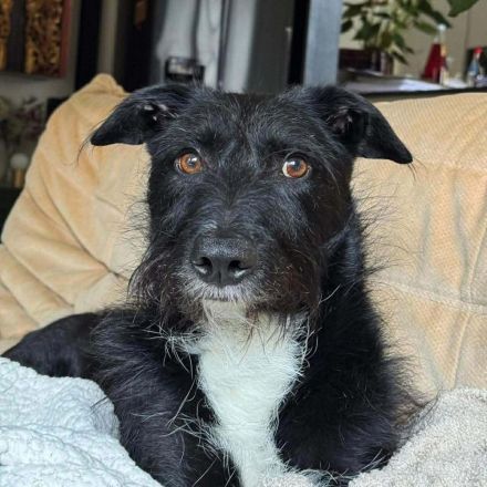 Benito in 70193 Stuttgart sucht sein Für-immer-Zuhause