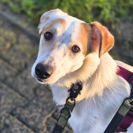 Sky in 55459 Grolsheim sucht ihr Für-immer-Zuhause