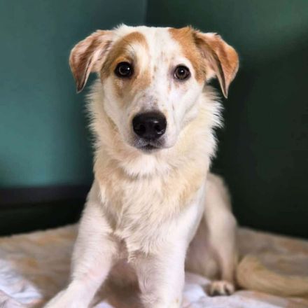 Sky in 55459 Grolsheim sucht ihr Für-immer-Zuhause