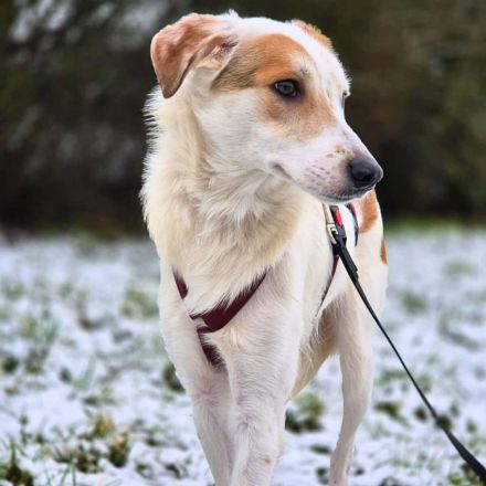 Sky in 55459 Grolsheim sucht ihr Für-immer-Zuhause