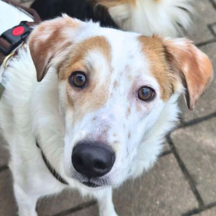 Sky in 55459 Grolsheim sucht ihr Für-immer-Zuhause