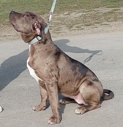American Bully XXL