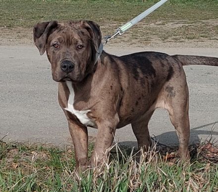 American Bully Hündin XL