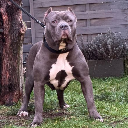 American Bully Hündin XL