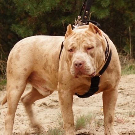 American Bully XXL