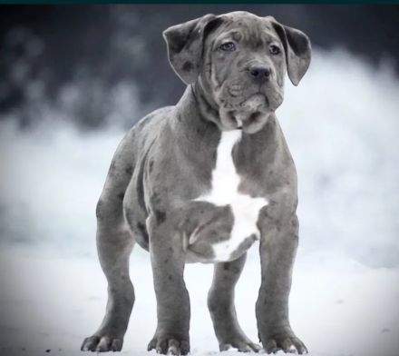 American Bully Hündin XL