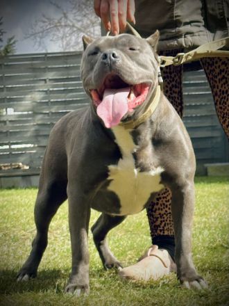American Bully XXL