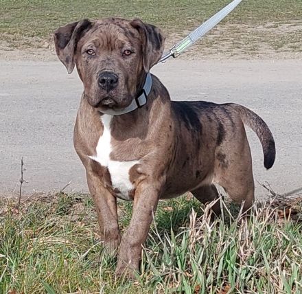 American Bully XXL