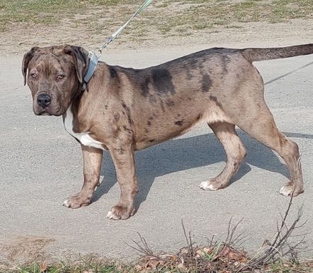 American Bully Hündin XL