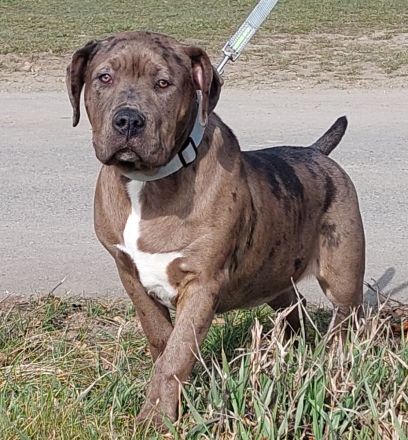 American Bully Hündin XL