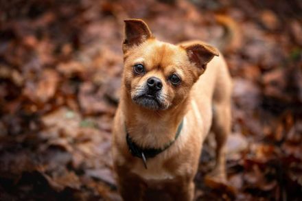 Lino in 56729 Bermel sucht sein Für-immer-Zuhause