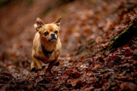Lino in 56729 Bermel sucht sein Für-immer-Zuhause