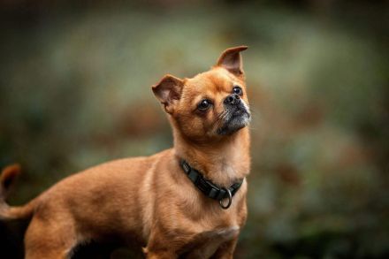 Lino in 56729 Bermel sucht sein Für-immer-Zuhause