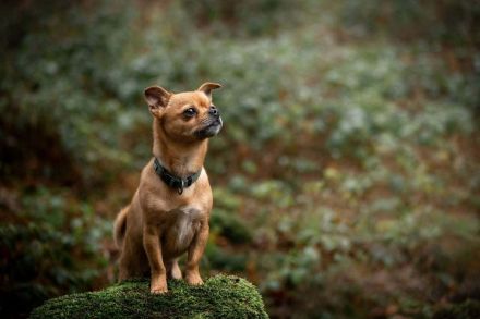 Lino in 56729 Bermel sucht sein Für-immer-Zuhause