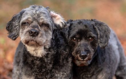 Amy und Terry in 47445 Moers suchen ihr Für-immer-Zuhause