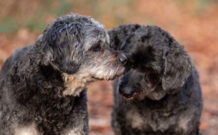 Amy und Terry in 47445 Moers suchen ihr Für-immer-Zuhause