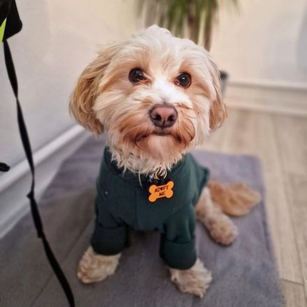 Rudi in 35043 Marburg sucht sein Für-immer-Zuhause