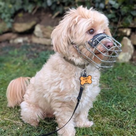 Rudi in 35043 Marburg sucht sein Für-immer-Zuhause