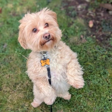 Rudi in 35043 Marburg sucht sein Für-immer-Zuhause