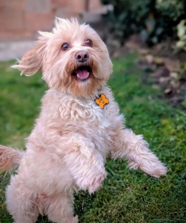 Rudi in 35043 Marburg sucht sein Für-immer-Zuhause