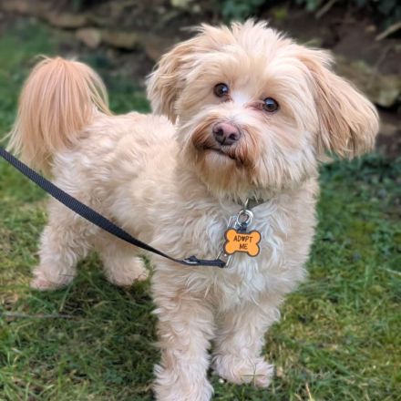 Rudi in 35043 Marburg sucht sein Für-immer-Zuhause