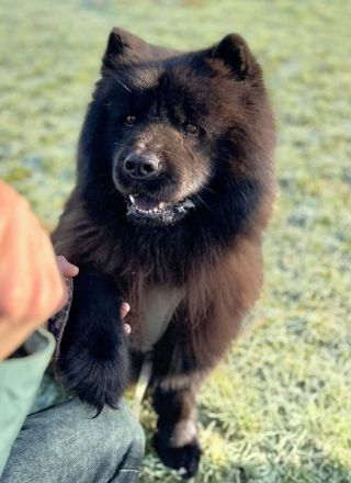 Teddy in 25927 Neukirchen sucht sein Für-immer-Zuhause