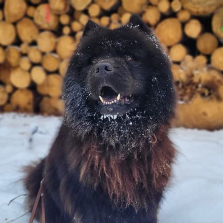 Teddy in 25927 Neukirchen sucht sein Für-immer-Zuhause