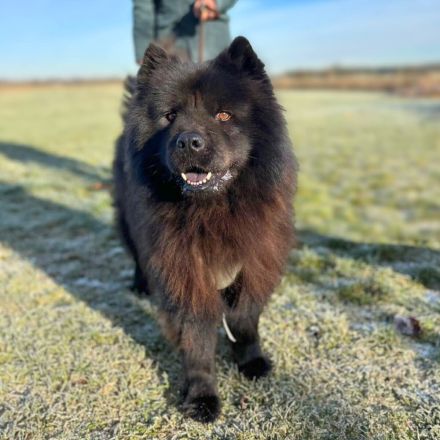 Teddy in 25927 Neukirchen sucht sein Für-immer-Zuhause