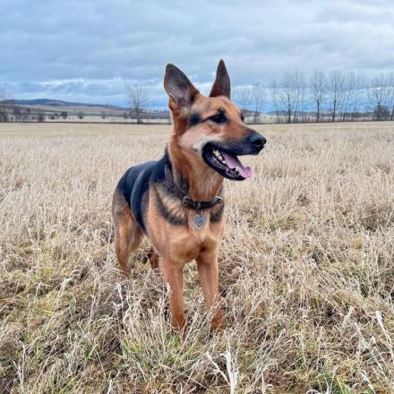 Gwen in 99326 Stadtbild sucht ihr Für-immer-Zuhause